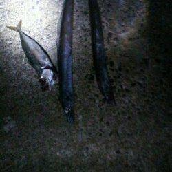 西宮浜タチウオシーズンに突入！