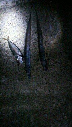 西宮浜タチウオシーズンに突入！