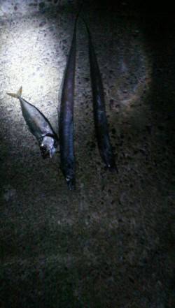 西宮浜タチウオシーズンに突入！