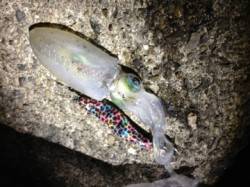 雑賀崎エギング、シャクリたくっての貴重な一…