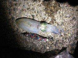 雑賀崎エギング、シャクリたくっての貴重な一匹！