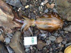 胴長23センチ お土産サイズのアオリイカGET！