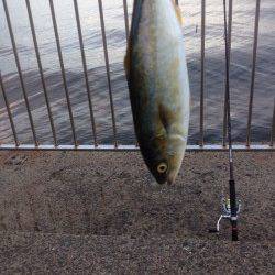 南芦屋浜、早朝5時半にツバスがヒット!