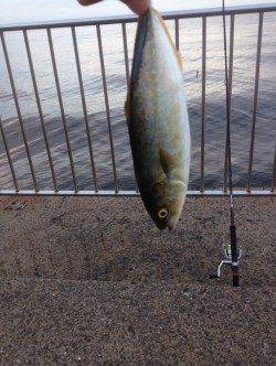 南芦屋浜、早朝5時半にツバスがヒット!