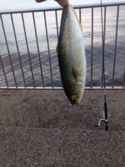 南芦屋浜、早朝5時半にツバスがヒット！