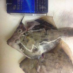 兵庫突堤、胴突きでカワハギの釣果