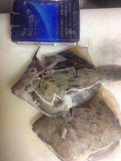 兵庫突堤、胴突きでカワハギの釣果