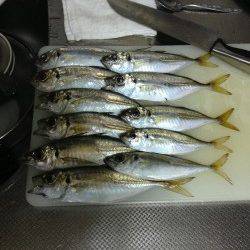 樽井漁港、仕事帰りのアジング釣果