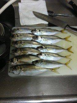 樽井漁港、仕事帰りのアジング釣果