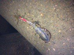 田結漁港でエギング、日が落ちてから渋くなったみたい