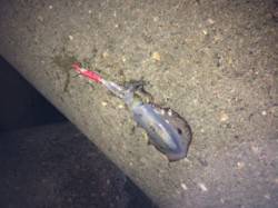 田結漁港でエギング、日が落ちてから渋くなっ…