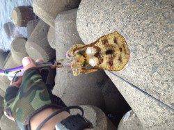 音海大波止でエギング、粘ってアオリ2杯！