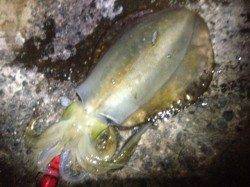 アジュール舞子エギングでこの時期にしてはナイスサイズのアオリ！