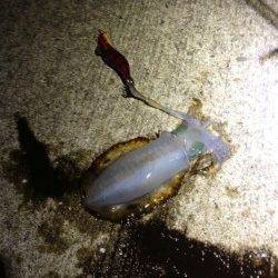 深日漁港でのナイトエギング調査　銀テープのエギに好反応