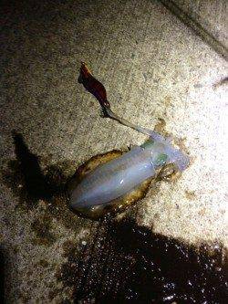 深日漁港でのナイトエギング調査　銀テープのエギに好反応