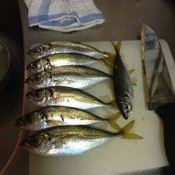 淡輪漁港でアジング、10〜15cmのアジが20匹以上釣れました