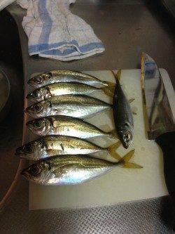 淡輪漁港でアジング、10〜15cmのアジが20匹以上釣れました