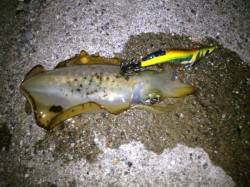 東二見人工島　台風後もアオリイカのアタリあ…