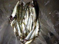 姫路の中島埠頭でのサビキ釣りの釣果☆