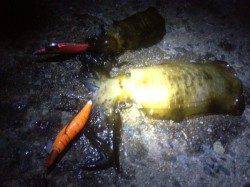 アジュール舞子～西舞子　台風後のエギングでもアオリはまずまずの釣果