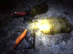 アジュール舞子～西舞子　台風後のエギングで…