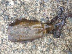 垂水漁港、サイズ狙いの3.0号のエギでアオリ4杯！