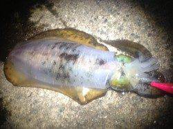 アジュール舞子でエギング、最大400g超の中々なサイズも混じりました