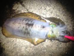 アジュール舞子でエギング、最大400g超の…