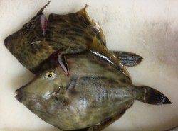 兵庫突堤で胴突でカワハギ狙い！