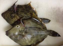 兵庫突堤で胴突でカワハギ狙い！