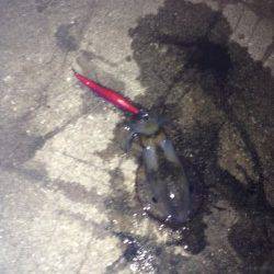 塩屋海岸　1時間のエギングでアオリイカのコロッケサイズ3がバイ