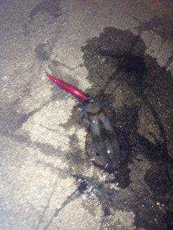 塩屋海岸　1時間のエギングでアオリイカのコロッケサイズ3がバイ