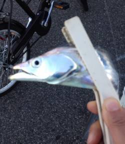 兵庫突堤　16時からのルアーフィッシングで…