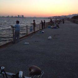 南芦屋浜、ルアーでサバとミニタチウオ