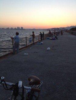 南芦屋浜、ルアーでサバとミニタチウオ