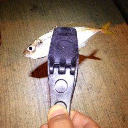 深日漁港周辺パトロールしてきました