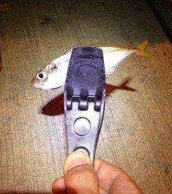 深日漁港周辺パトロールしてきました