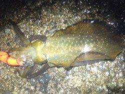 垂水漁港　夕方からのエギングでアオリイカ＆ケンサキ☆