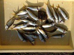 マリーナシティ海釣り公園、サビキで良いおかず釣れました♪