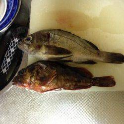 泉南方面のランガンでアジ・メバル・ガシラ アジはオールリリース