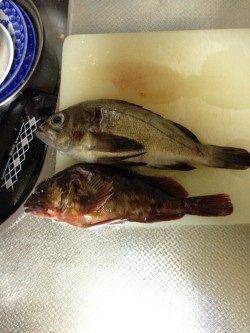 泉南方面のランガンでアジ・メバル・ガシラ アジはオールリリース