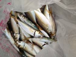 姫路西部エリア、サビキでアジとイワシが50…