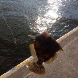 兵庫突堤、胴突きでカワハギなどの釣果