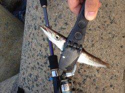 深日漁港でエギング、濁りもましで釣りやすくなりました