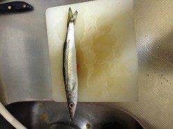 淡輪漁港でアジング、20cm以上が釣れ出すのはもう少し先のよう