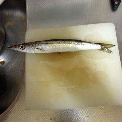 淡輪漁港でアジング、20cm以上が釣れ出すのはもう少し先のよう