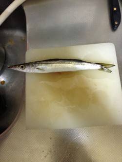 淡輪漁港でアジング、20cm以上が釣れ出す…