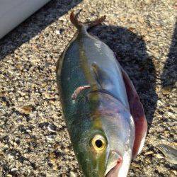 大蔵海岸、ショアジギングで6時半ごろシンペンにヒット！