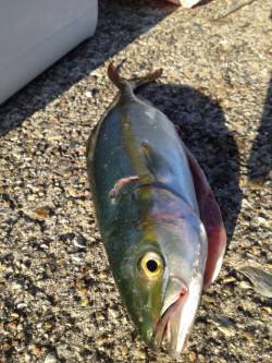 大蔵海岸、ショアジギングで6時半ごろシンペ…