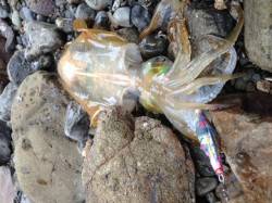 胴長23センチ お土産サイズのアオリイカG…